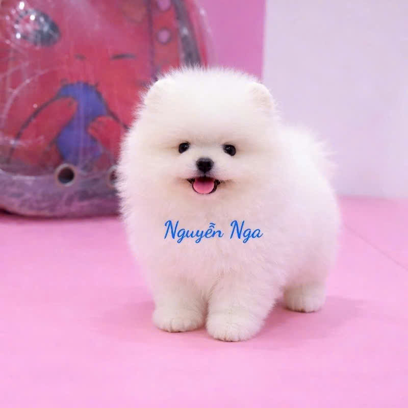 Chó Phốc Sóc Trắng